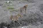 Etosha Cheetahs 2