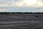 Etosha Cheetahs 3