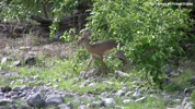 Etosha Dik-Dik 1