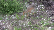 Etosha Dik-Dik 2