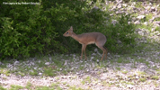 Etosha Dik-Dik 3
