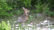 Etosha Dik-Dik 8