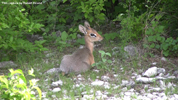 Etosha Dik-Dik 9