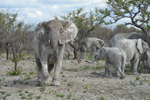Etosha Elephant 3