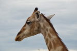 Etosha Giraffe 1