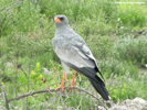 Etosha Goshawk