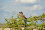 Etosha Purple Roller