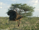 Etosha Social Weavers 1
