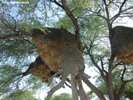 Etosha Social Weavers 2