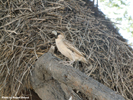 Etosha Social Weavers 3