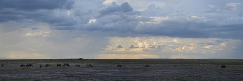 Etosha Wildebeest Panorama