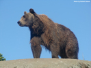Kolmåden Bear 03