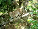 Kolmåden Lynxes 02