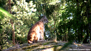 Kolmåden Lynxes 01