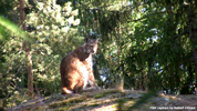 Kolmåden Lynxes 03