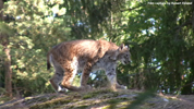 Kolmåden Lynxes 05