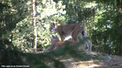 Kolmåden Lynxes 06