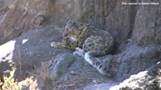 Kolmåden Snow Leopards 01