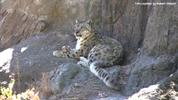 Kolmåden Snow Leopards 03