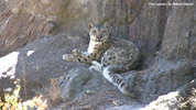 Kolmåden Snow Leopards 04