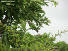 Kruger Birds 01