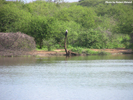 Kruger Birds 02