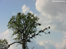 Kruger Birds 02