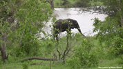 Kruger Elephants 01