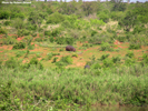 Kruger Hippopotamus 02