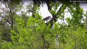 Kruger Leopard 02