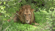 Kruger Lion 01