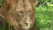 Kruger Lion 02