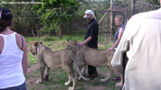 Moholoholo Lions 02