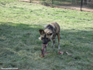 Moholoholo Wild Dogs 01