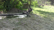 Moholoholo Wild Dogs 02