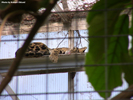 Parken Zoo Eskilstuna Clouded Leopard 01