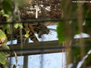 Parken Zoo Eskilstuna Clouded Leopard 03