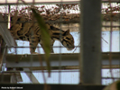 Parken Zoo Eskilstuna Clouded Leopard 04