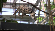Parken Zoo Eskilstuna Clouded Leopard 05