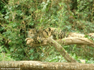 Parken Zoo Eskilstuna Clouded Leopard 06