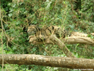 Parken Zoo Eskilstuna Clouded Leopard 07