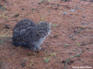 Parken Zoo Eskilstuna Fishing Cat 01