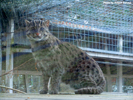 Parken Zoo Eskilstuna Fishing Cat 01