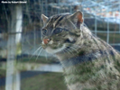Parken Zoo Eskilstuna Fishing Cat 01