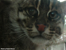 Parken Zoo Eskilstuna Fishing Cat 01