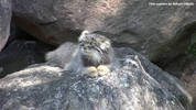 Parken Zoo Eskilstuna Pallas Cat / Manul 01