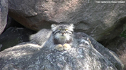 Parken Zoo Eskilstuna Pallas Cat / Manul 02
