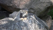 Parken Zoo Eskilstuna Pallas Cat / Manul 03