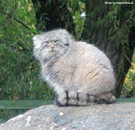 Parken Zoo Eskilstuna Pallas Cat / Manul 05