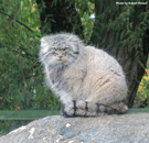 Parken Zoo Eskilstuna Pallas Cat / Manul 06